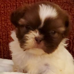 Baby Sammie - Tricolor Shih Tzu puppy in Georgia from 100 Acre Woods Shih Tzu Plantation