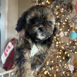 Dance - Tri-color female Cavapoo puppy in Arabi, Georgia from Huckadoodle Farm