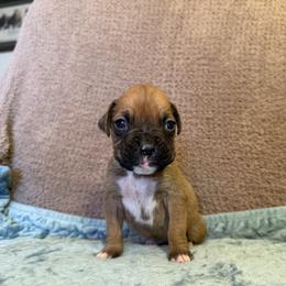 Boy 4 - Fawn male Boxer puppy in Prestonsburg, Kentucky from Bre’s Boxers