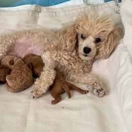 Poodle puppies from Ruby D. Farms