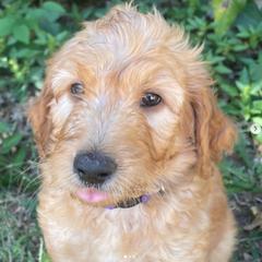 Goldendoodles and Golden Retrievers from Goldenhubb