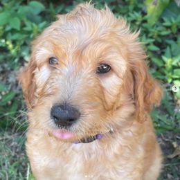 Goldendoodles and Golden Retrievers from Goldenhubb