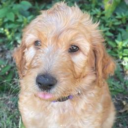 Goldendoodles and Golden Retrievers from Goldenhubb