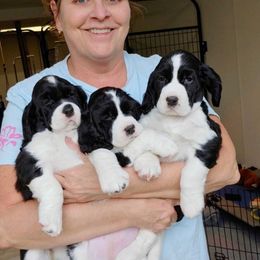 English Springer Spaniel Puppies from Valentine English Springers