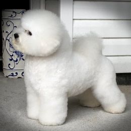 Maria - Bichon Frise