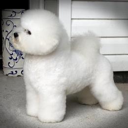 Maria - Bichon Frise