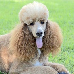 Ginger - Poodle
