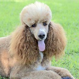 Ginger - Poodle