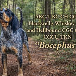 Bocephus - Bluetick Coonhound