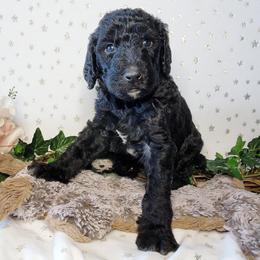 Joan jett - Black Labradoodle puppy in Phoenix, Arizona from AZ Blue Sky Dogs