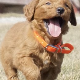 Goldendoodles and Miniature American Shepherds from Coffee Run Spring at Miller Farms