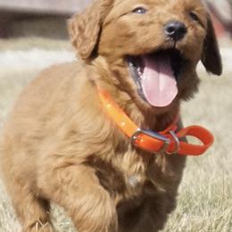 Goldendoodles and Miniature American Shepherds from Coffee Run Spring at Miller Farms