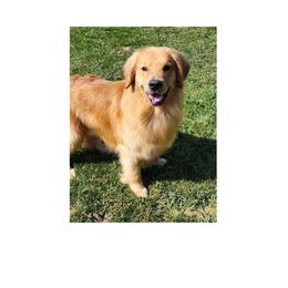 Semper - Golden Retriever