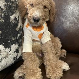 Paddington - Red  male Poodle puppy in Oak Glen, California from Coriander Pups