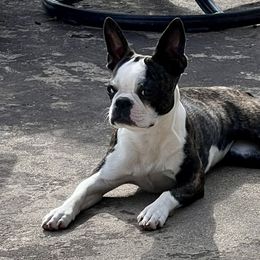 Boston Terrier All Grown Up from Lisa Wolfe's Boston Terriers