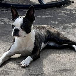 Boston Terrier All Grown Up from Lisa Wolfe's Boston Terriers