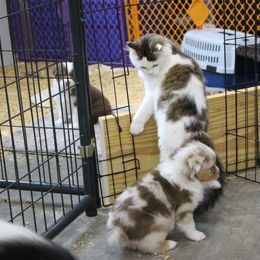 Australian Shepherd and Soft Coated Wheaten Terrier Puppies from Ironwood Ridge Kennels