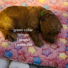 Green collar, Georgie - Apricot female Goldendoodle puppy in Fairmount, Indiana from Capens' Doodles,Poodles and Poo's