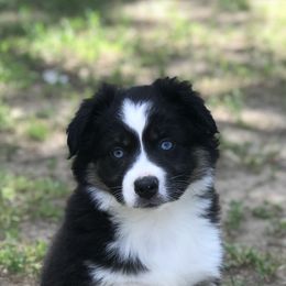 Miniature Australian Shepherd Puppies from Sand Dollar Aussies