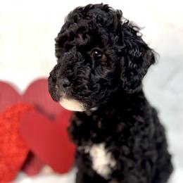 JANUARY - Black female Australian Labradoodle puppy in Austin, Texas from AussieTex Labradoodles
