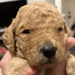 Boy 4 - Goldendoodle puppy in Cameron Park, California from Silkie Doodles