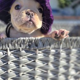 French Bulldog Puppies from County Of Orange Frenchie Family