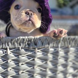 French Bulldog Puppies from County Of Orange Frenchie Family