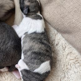 Blair - White and blue brindle female Whippet puppy in London, Kentucky from Tigger’s Whippets