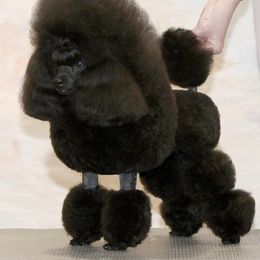 Ricky - Poodle