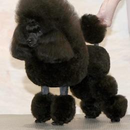 Ricky - Poodle