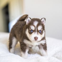 Maroon - Chocolate Pomsky puppy in Bellevue, Washington from The Pomsky Garden