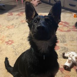 Konvict - Black and tan male German Shepherd puppy in Beech Grove, Arkansas from Ze Zadnich lesu