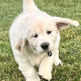 Golden Retriever Puppies from Huckaby’s English Golden Retrievers