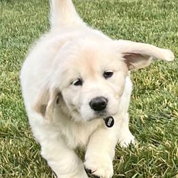 Golden Retriever Puppies from Huckaby’s English Golden Retrievers