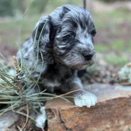 Aurora - Merle female Goldendoodle puppy in Monument, Colorado from Colorado Dreamin Doodles