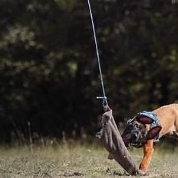 Belgian Malinois and xDutch Shepherds from RGR Malinois