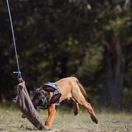 Belgian Malinois and xDutch Shepherds from RGR Malinois