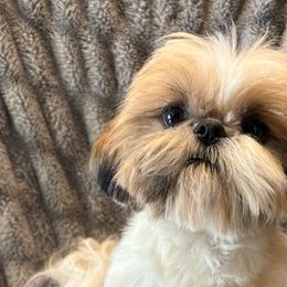 Taz - Shih Tzu
