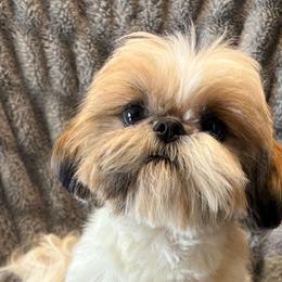 Taz - Shih Tzu