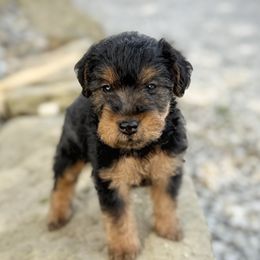Girl 1 - Black and tan female Welsh Terrier puppy in Marshallville, Ohio from Anne's Pups