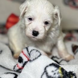 Spot - White male Chinese Crested puppy in Capac, Michigan from Puddles Palace Puppies