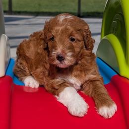 Story - Red  female Goldendoodle puppy in Beverly Hills, Florida from Bundle of Joy Doodles