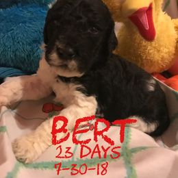 English Springer Spaniel and Springerdoodle Puppies from AVE Springer Spaniels