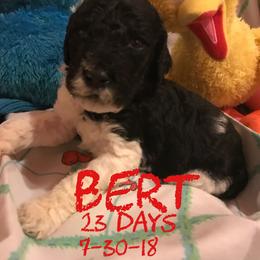 English Springer Spaniel and Springerdoodle Puppies from AVE Springer Spaniels
