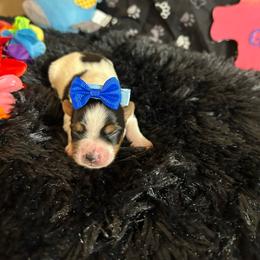 Girl 1 (2500) - Parti female Yorkshire Terrier puppy in Douglas, Georgia from Southern Georgia Yorkies and biewers