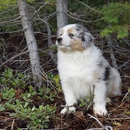 Australian Shepherd Puppies from Artemisia Aussies