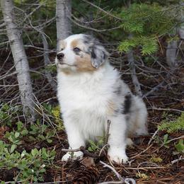Australian Shepherd Puppies from Artemisia Aussies