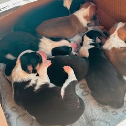 Pembroke Welsh Corgi Puppies from Alegandra’s Pembroke Welsh Corgis