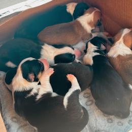 Pembroke Welsh Corgi Puppies from Alegandra’s Pembroke Welsh Corgis