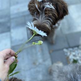 Wirehaired Pointing Griffon Puppies from Pine Barren Griffons